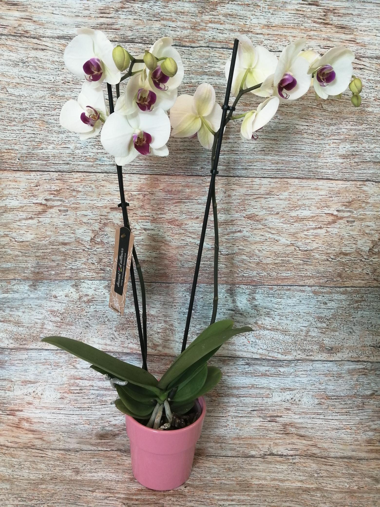 Orchidée Phalaenopsis 2 Tiges avec cache pot 