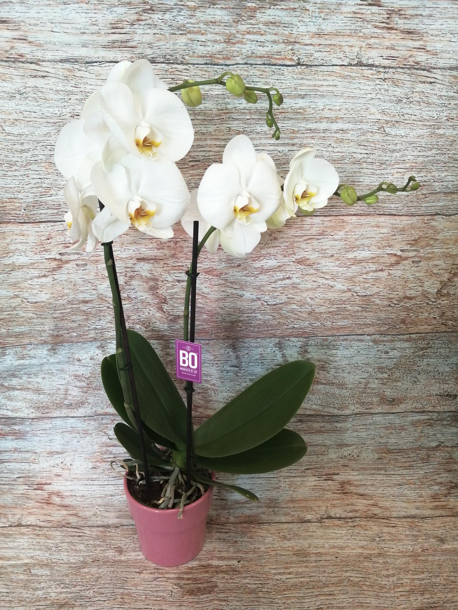 Orchid e Phalaenopsis Blanche 